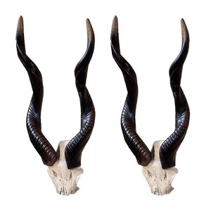 Kudu African Wall Trophies: Set of Two